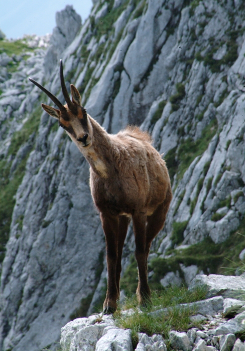 Camoscio d''Abruzzo Rupicapra pyrenaica ornata